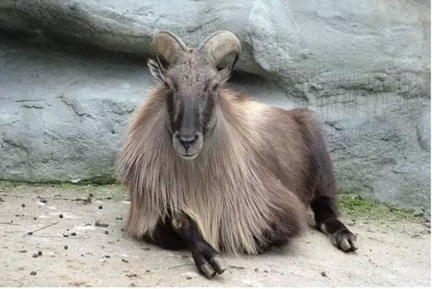 tahr